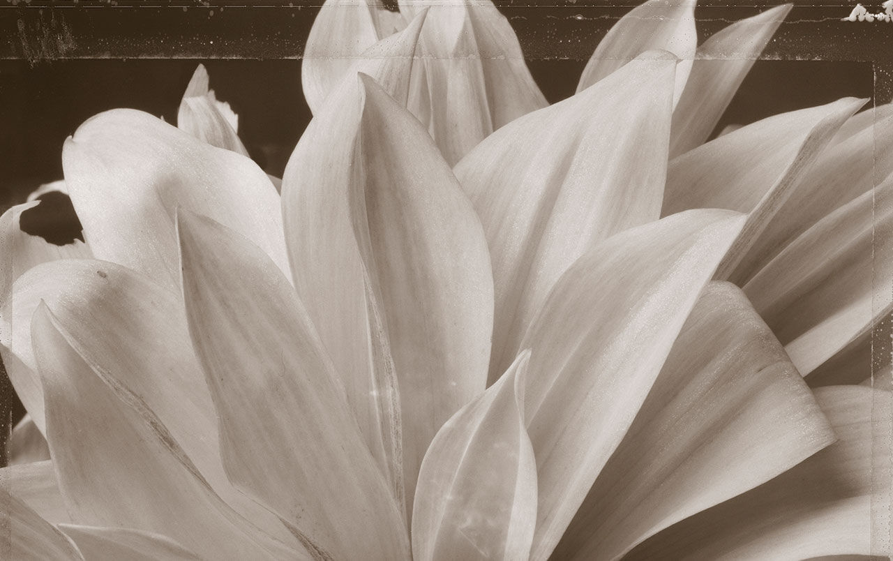Floral Image