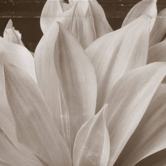 Floral Image