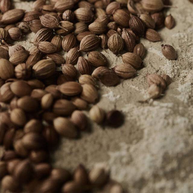 Close-up of coriander seeds scattered across a pale textured surface.