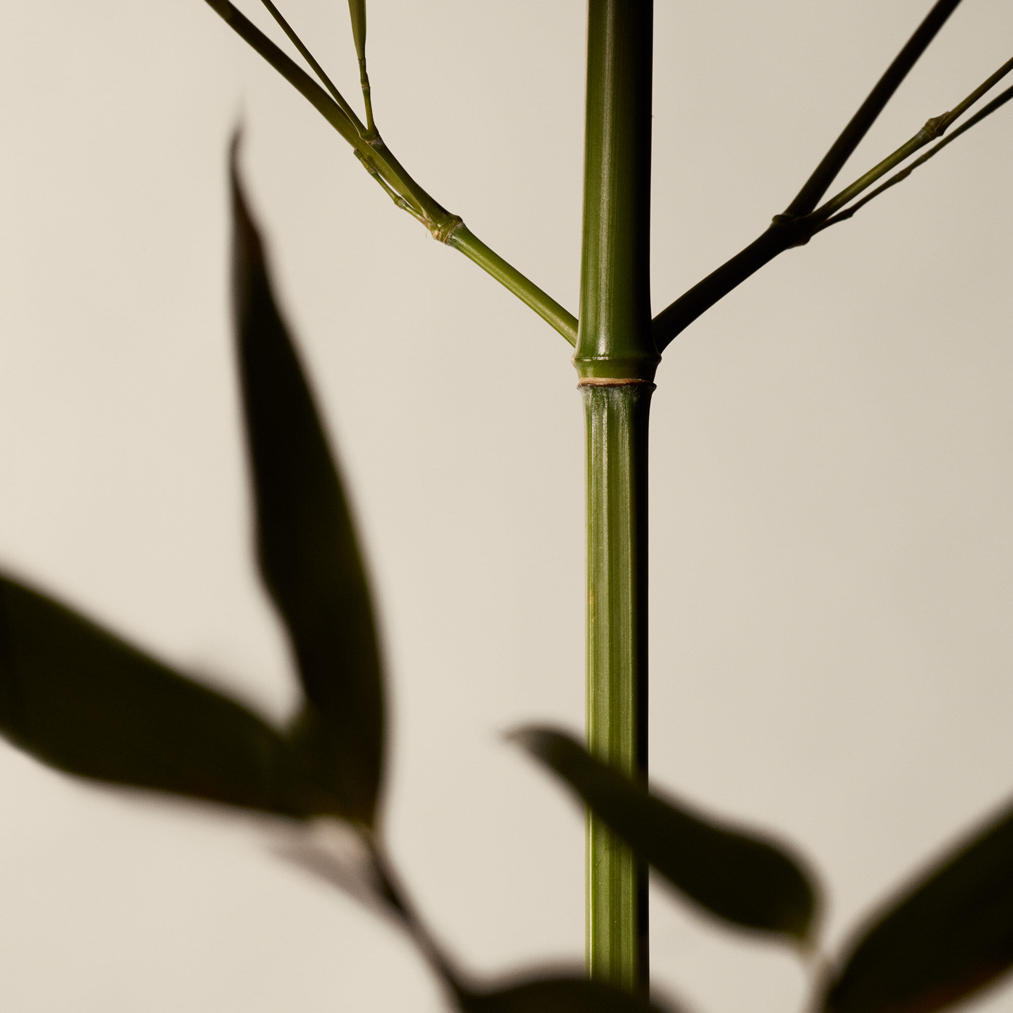 Geranium Leaf Body Scrub