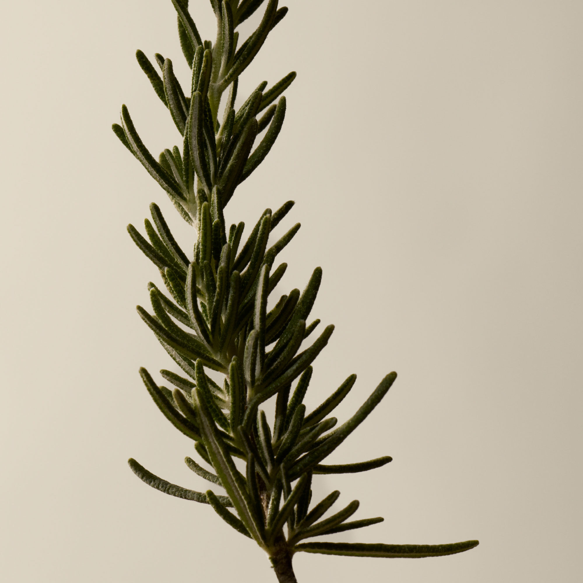 Resurrection Rinse-Free Hand Wash