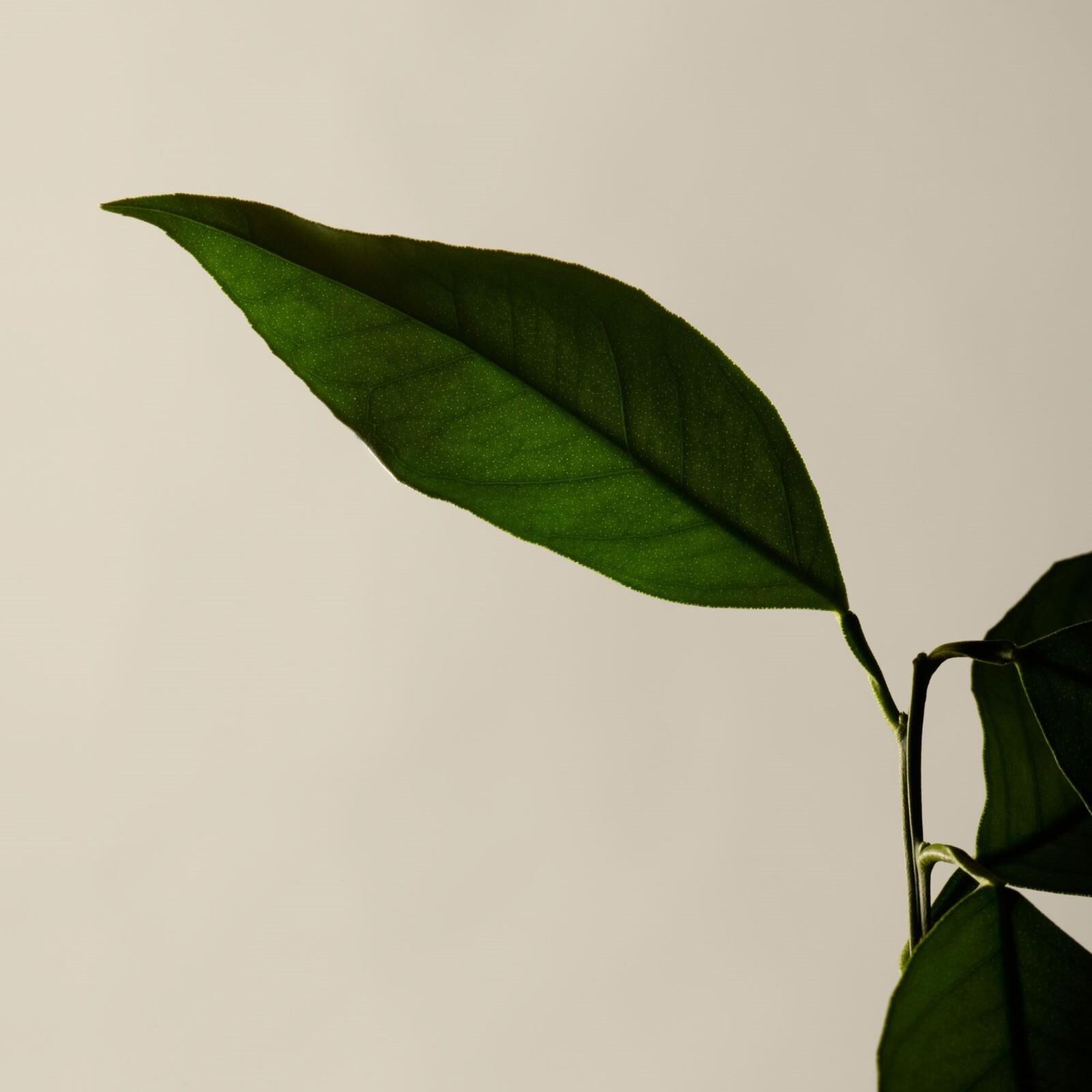 Citrus Melange Body Cleanser