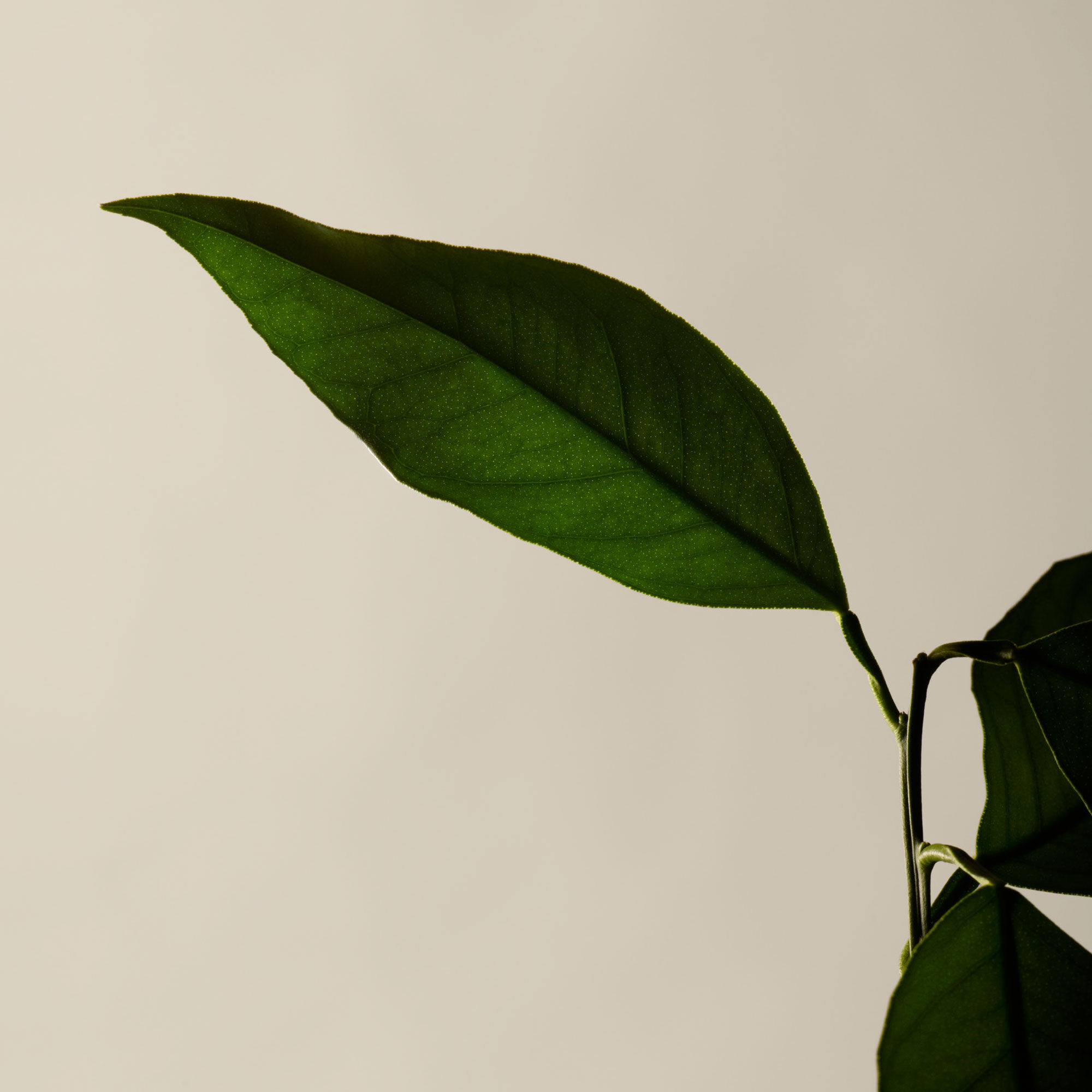 Reverence Aromatique Hand Balm